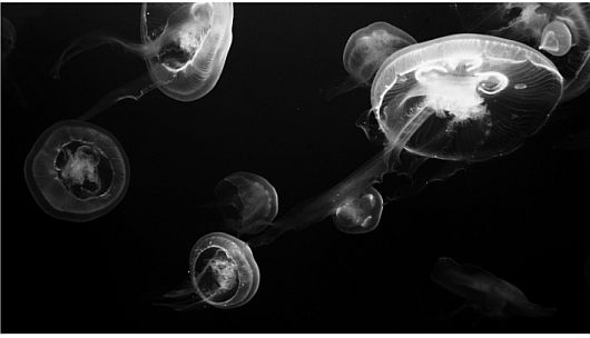 Izložba Darka Škrobonje