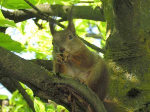 Izložba Krešimire Gojanović ”Bića oko nas – Celebrity animals”