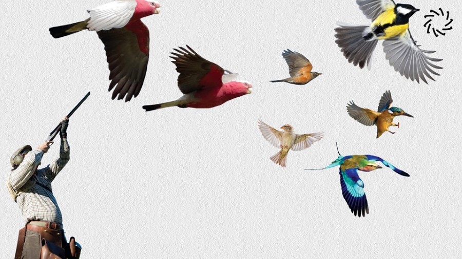 Ako u kamionu lete ptice, je li kamion lakši?