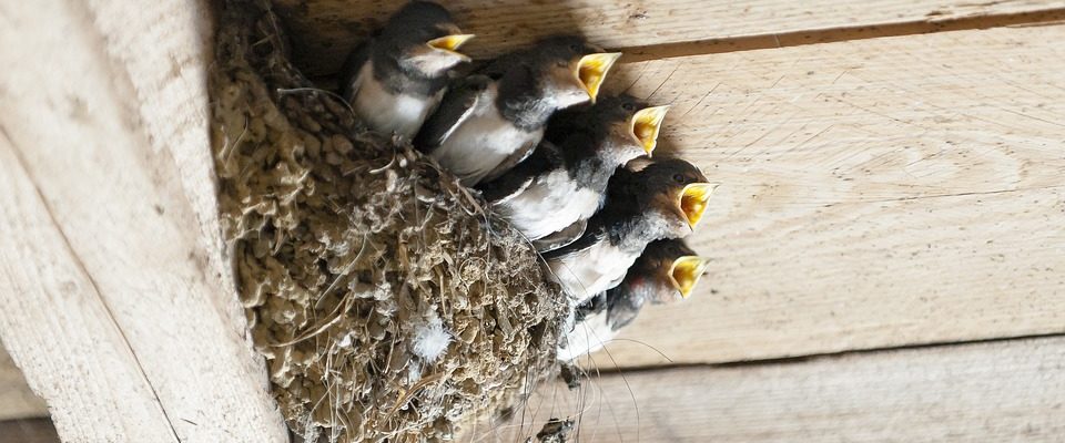 LASTAVICE ŠIRE LJEPOTU ŽIVOTA