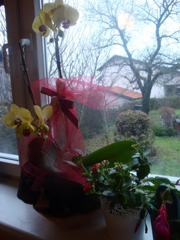 PROCVALE I SAMO ŠTO NISU