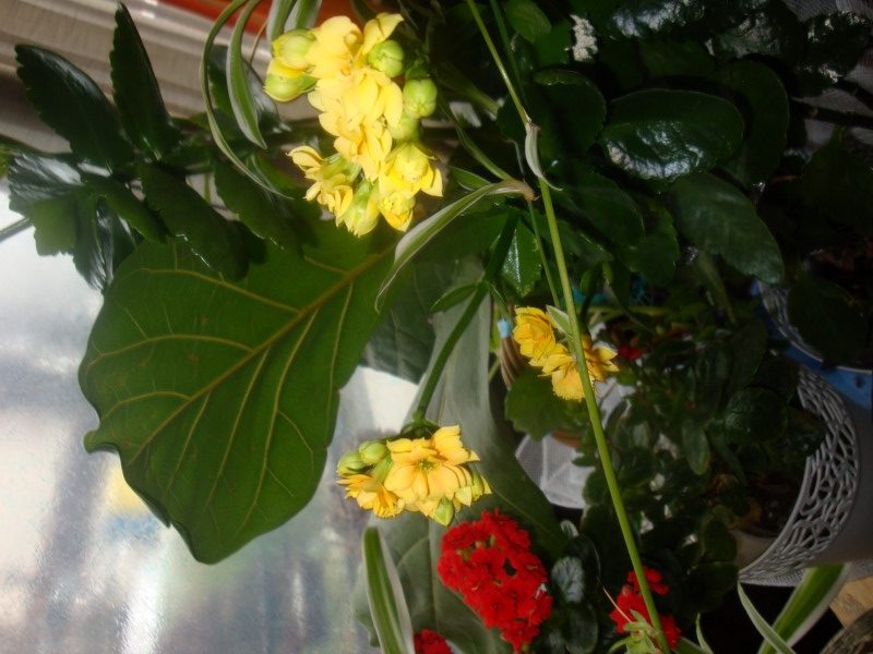 KALANHOA ŽUTA I ŽARKO CRVENA – ZAHVALNI SUKULENTI