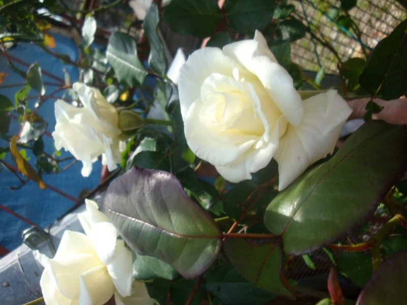 SLJUBLJENE U ROMANTIČNOM BUKETIĆU